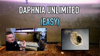 How I Raise Daphnia Water Fleas And You Can Too [upl. by Ylekalb899]