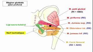 Appareil musculaire du membre inférieur [upl. by Artsa]