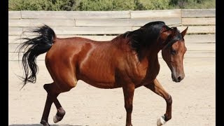 Historia del Caballo  TvAgro por Juan Gonzalo Angel [upl. by Gorey]