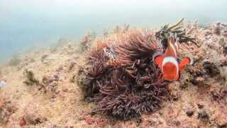 Aggressive Clownfish defending its nest [upl. by Friederike]