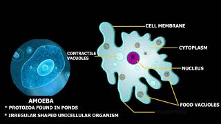 Movement by Amoeboid Cells 10 8 2015 [upl. by Tiana]