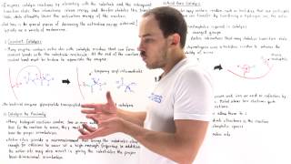 Mechanisms of Enzyme Catalysis [upl. by Wistrup]