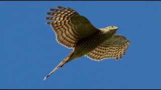 Sparrowhawk Bird Call Bird Song [upl. by Arabela]