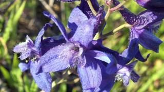 Gardening Tips  How to Grow Larkspur Consolida Ambigua [upl. by Jaunita]