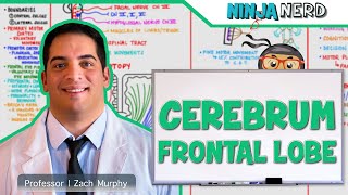 Neurology  Cerebrum Frontal Lobe Anatomy amp Function [upl. by Swenson396]