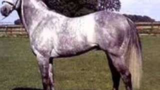 corridos de caballos vicente fernandez mixwmv [upl. by Ecniv]