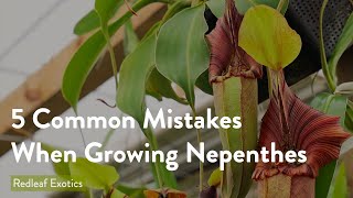 5 Most Common Mistakes When Growing Nepenthes [upl. by Puto]