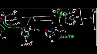 Biochemistry  Isocitrate Dehydrogenase Mechanism [upl. by Annibo]