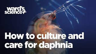 Caring and Culturing for Daphnia [upl. by Aley897]