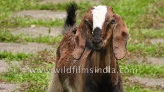 Friendly little goat bleating at the camera [upl. by Ecitnerp]