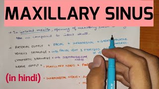 Paranasal Sinuses  2  Maxillary Sinus [upl. by Annaynek715]