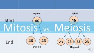 Mitosis vs Meiosis updated [upl. by Adlihtam320]