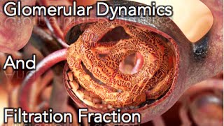 Renal Physiology  Glomerular dynamics amp Filtration Fraction  MADE EASY [upl. by Acirej]