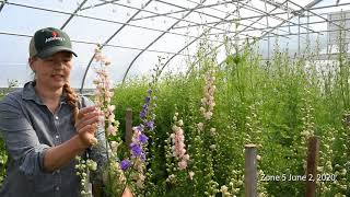 Overwinter Flowers Tunnel  Larkspur [upl. by Dorcas]