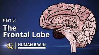 Frontal Lobe  Human Brain Series  Part 5 [upl. by Acissj]