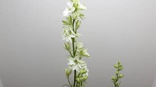 Larkspur Time Lapse [upl. by Zwart]