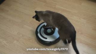 Cat shows HOW TO use iRobot Roomba Vacuum [upl. by Immij]