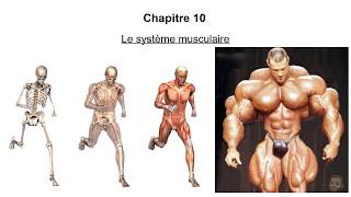 Le système musculaire [upl. by Duile]