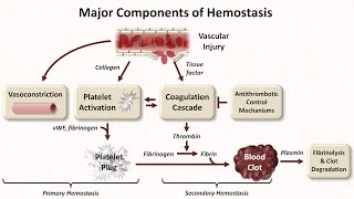 Hemostasis Lesson 1  An Introduction [upl. by Erasmo]