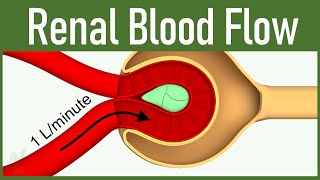 06 Renal Blood Flow [upl. by Gaige458]