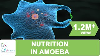 NUTRITION IN AMOEBA [upl. by Afnin]