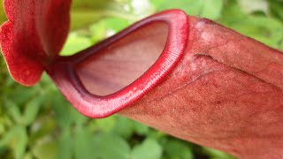 NEPENTHES CARE CONDITIONS  Carnivorous Plant Feeding [upl. by Morena]