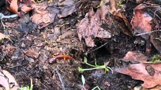 113  Exploring MicroHabitats Life Under Logs Updated see video213 [upl. by Nylimaj]