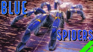 Top 10 BLUE Tarantulas  YOU Wont Believe Your Eyes [upl. by Shurlocke]