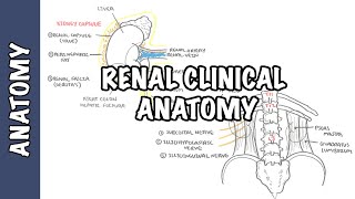 Kidneys  Clinical Anatomy renal anatomy [upl. by Habeh]