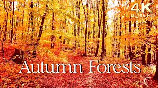 Enchanting Autumn Forests with Beautiful Piano Music  4K Autumn Ambience amp Fall Foliage [upl. by Emmye]