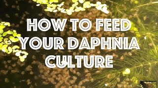 How To Feed Your Daphnia Culture [upl. by Gamages]