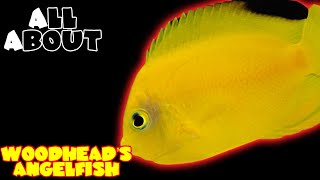 All About The Woodheads Angelfish or Yellow And Black Heraldi Pygmy Angelfish [upl. by Nnahsal]