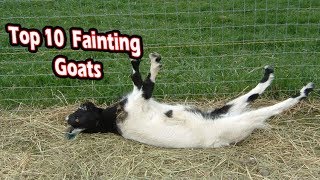 Top 10 fainting goats funny fainting goats [upl. by Nuahsyar]