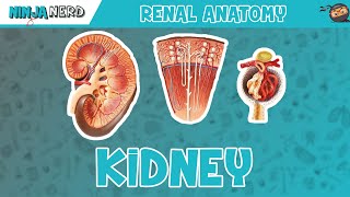 Renal  Kidney Anatomy Model [upl. by Thorrlow280]