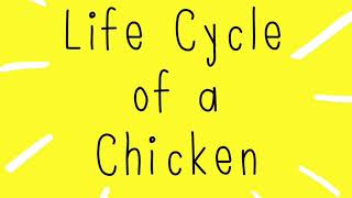 Life cycle of a chicken [upl. by Catherina212]