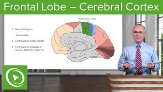 Frontal Lobe – Cerebral Cortex  Lecturio [upl. by Ardehs]