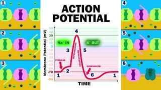 THE ACTION POTENTIAL [upl. by Jack]