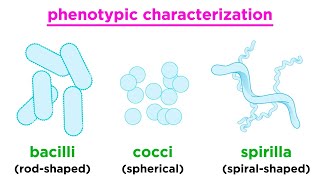 Taxonomy of Bacteria Identification and Classification [upl. by Binnings327]