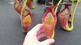 Species Spotlight Nepenthes glandulifera [upl. by Lorrie343]