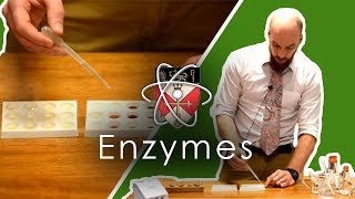 Enzymes  GCSE Science Required Practical [upl. by Pammy]