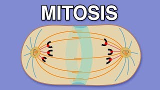 MITOSIS CYTOKINESIS AND THE CELL CYCLE [upl. by Nehtanhoj]