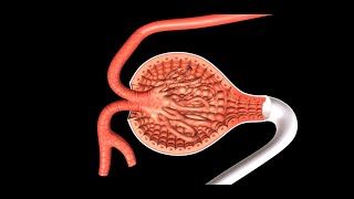 Regulation of Kidney Function [upl. by Chemush]