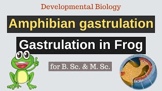 Amphibian gastrulation  Gastrulation in Frog  Developmental Biology [upl. by Gershom]