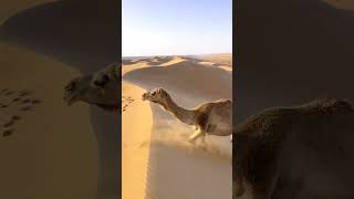 Camel Climbing Sand Dunes [upl. by Lavud]