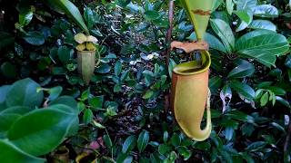 This is How Nepenthes bicalcarata looks like in its Natural Habitat [upl. by Phelps311]