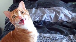 Funny Cats and Kittens Meowing Compilation [upl. by Natalee]