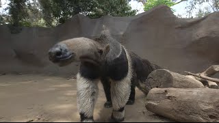 Giant Anteaters Looks Can Be Deceiving [upl. by Gavin]