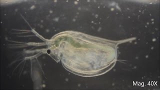 Daphnia magna under the Microscope [upl. by Ellehsal]