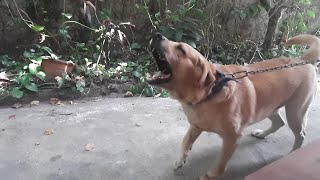 Labrador Dog Barking in Slow Motion [upl. by Gauldin]