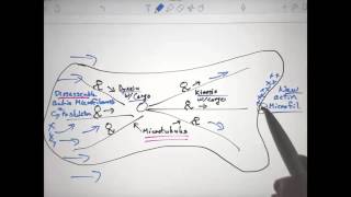 AMOEBOID MOVEMENT Locomotion by Pseudopodium in Amoeba [upl. by Alphonse7]